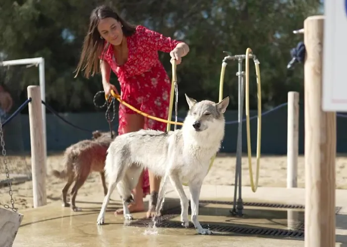 Pareus 4* 카오를레